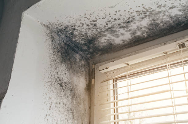 Affordable Attic Mold Removal solutions in Springfield, MA